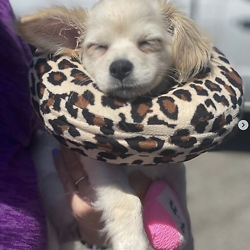 Comfurt Collar Dog & Cat Recovery Collar, Cheetah, Small
