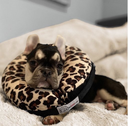 Comfurt Collar Dog & Cat Recovery Collar, Cheetah, Small