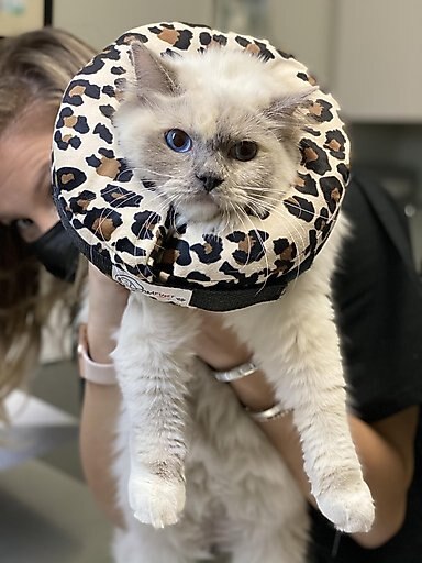 Comfurt Collar Dog & Cat Recovery Collar, Cheetah, Small