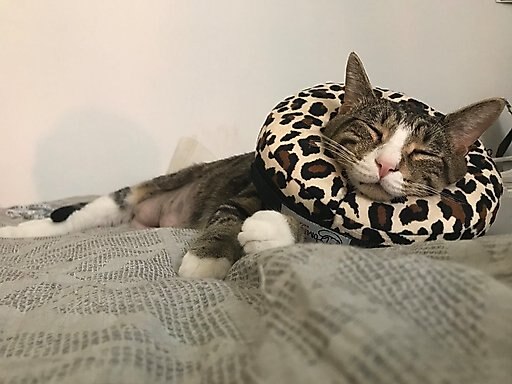 Comfurt Collar Dog & Cat Recovery Collar, Cheetah, Small