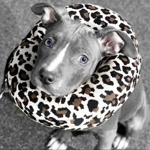 COMFURT COLLAR Dog & Cat Recovery Collar, Cheetah, Large