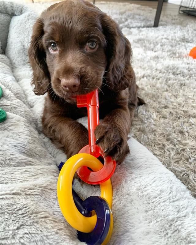 Nylabone puppy shop teething keys