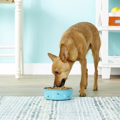 Loving Pets Bella Non-Skid Stainless Steel Dog & Cat Bowl, Turquoise, 1.75-cup slide 2 of 3