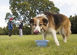 Kurgo Collaps-A-Bowl Pet Bowl, Blue slide 2 of 6