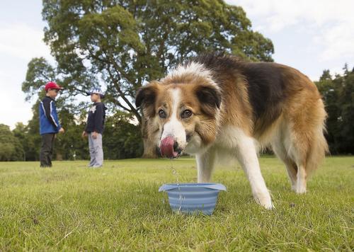 Show full view: Kurgo Collaps-A-Bowl Pet Bowl, Blue slide 2 of 7