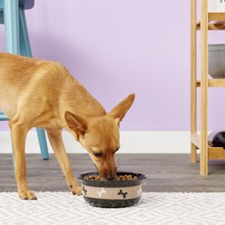 PetRageous Designs City Pets Bones Pet Bowl, 2 cup slide 2 of 3