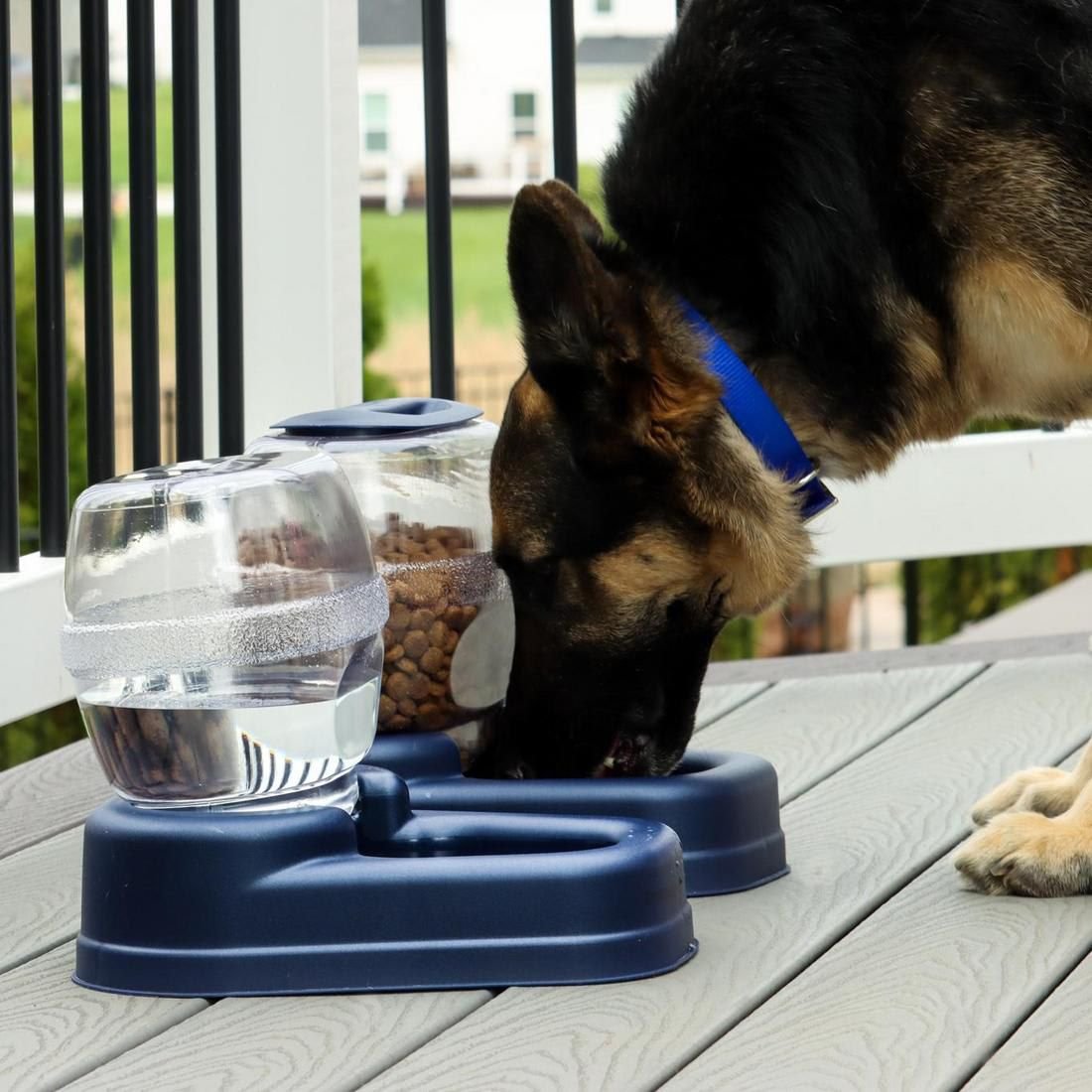 Bergan dog feeder sale