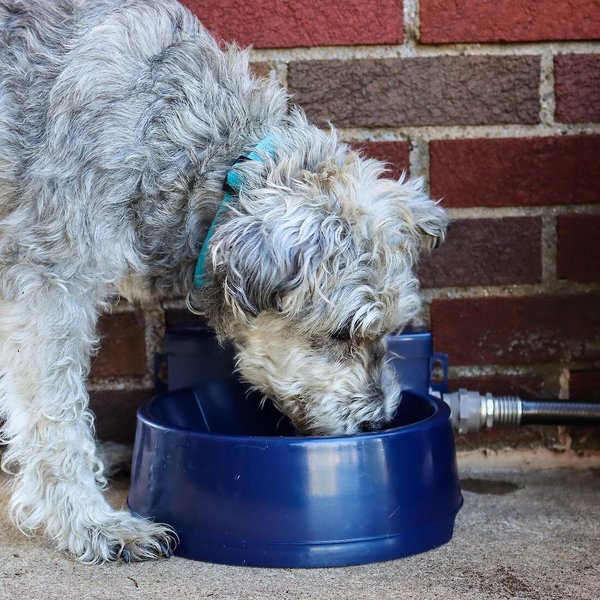 Show full view: Bergan Auto-Wata Dog & Cat Bowl, 48-oz slide 3 of 6