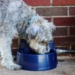 Show in main carousel: Bergan Auto-Wata Dog & Cat Bowl, 48-oz slide 3 of 6