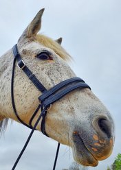 Ultimate Bitless Bridle Classic Biothane with Quick Release Horse Tack, Black, Miniature slide 2 of 7