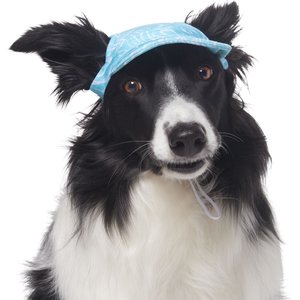 Chill Seeker Cooling Hat: dog hats