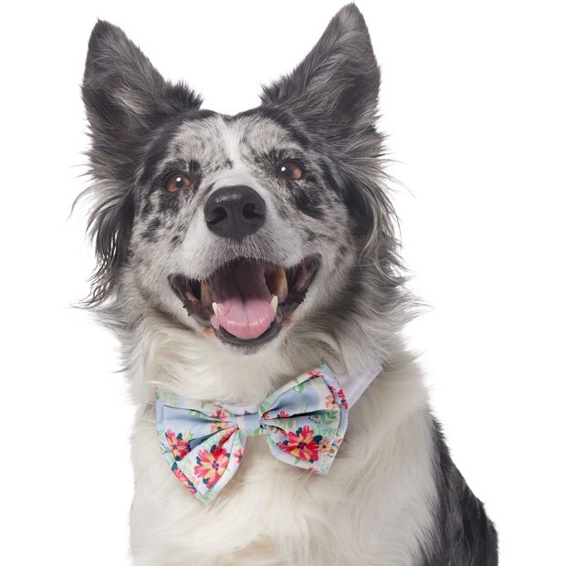 designer dog bow ties