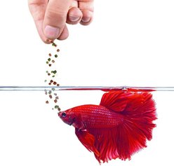 SunGrow High Protein Betta & Goldfish Floating Food Pellets Food, 0.95-oz bag slide 2 of 7