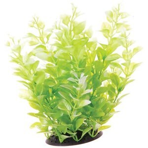 Underwater Treasures Cardamine Fish Plant, White, 10-in