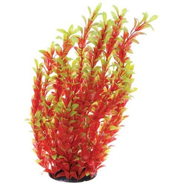 Underwater Treasures Ludwigia Fish Plant