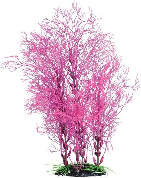 Underwater Treasures Fuscia Fern Fish Plant, 14-in