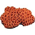 Underwater Treasures Sun Coral Fish Ornament