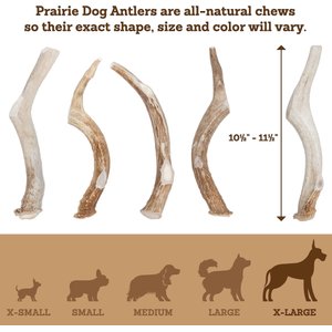 Prairie Dog Whole Deer Antler Dog Chews, 9 - 10.5 in