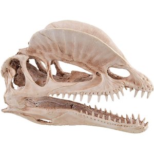 Underwater Treasures Dinosaur Skull Fish Ornament