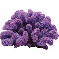 Underwater Treasures Toadstool Coral Fish Ornament, Purple Prince