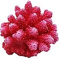 Underwater Treasures Cauliflower Coral Fish Ornament, Red