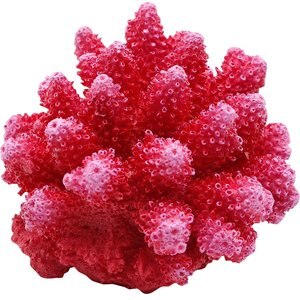 Underwater Treasures Cauliflower Coral Fish Ornament, Red