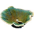 Underwater Treasures Dinner Plate Coral Fish Ornament, Green