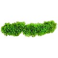 Underwater Treasures Creeping Jenny
