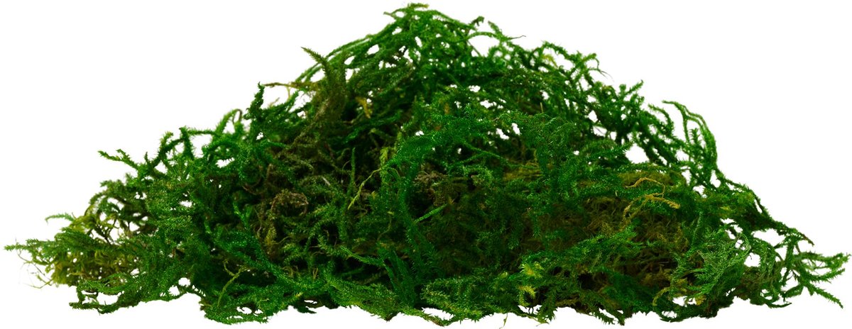 SPG01 Sphagnum moss growing kit