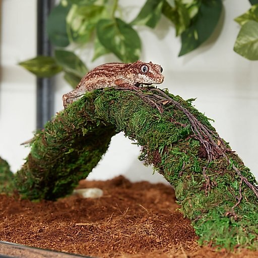 Frisco Reptile Natural Moss Bridge