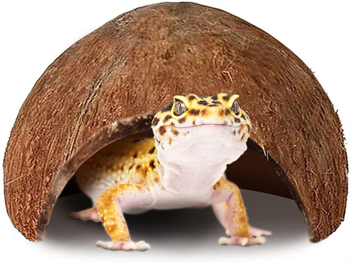 Leopard gecko hamster sales ball