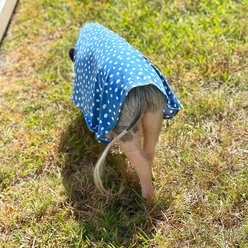 Morty's Pig Clothes Summer Sun Cloak UV Protection Mini Pig Dress, Blue Dot, X-Small slide 2 of 3