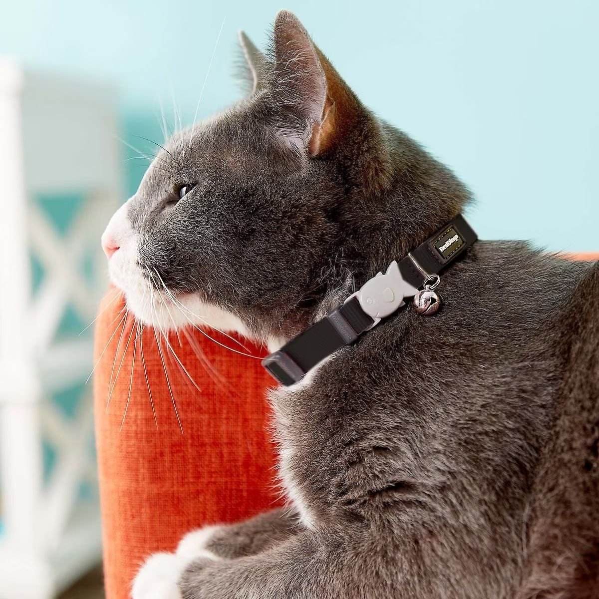 RED DINGO Classic Nylon Breakaway Cat Collar with Bell, Black, 8 to 12.