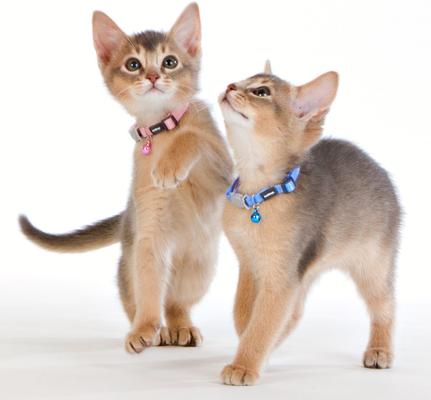 Show full view: Red Dingo Nylon Breakaway Kitten Collar, Light Blue, 6 to 10-in neck, 1/3-in wide slide 4 of 10
