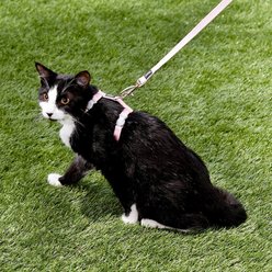 Red Dingo Classic Nylon Cat Harness & Leash, Pink, 10.6 to 18.9-in chest slide 2 of 6