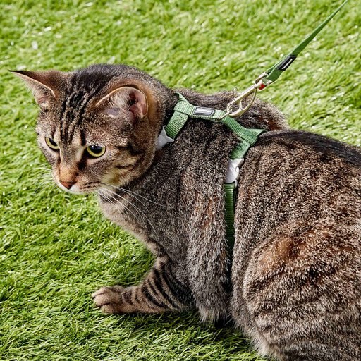 Red Dingo Classic Nylon Cat Harness & Leash, Green, 10.6 to 18.9-in chest