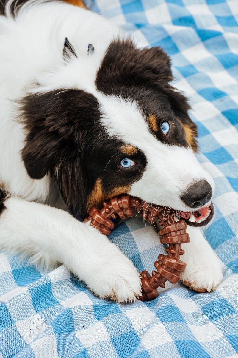 NYLABONE Power Chew Textured Dog Chew Ring Toy Flavor Medley X Large Chewy