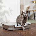 Frisco Senior & Kitten Cat Litter Box, 24-in