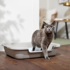 How to get kitten to go in litter box best sale