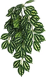 Komodo Climbing Two Tone Aquarium Plant, Medium