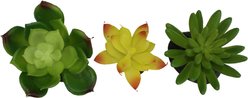 Komodo Succulent Aquarium Plant, 3-in, 3 count, Yellow & Green slide 2 of 4
