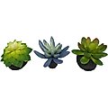 Komodo Succulent Aquarium Plant, 3-in, 3 count, Bue & Green