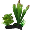 Komodo Cactus & Succulent Aquarium Plant, 5-in