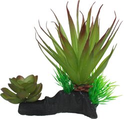 Komodo Succulent Auqrarium Plant, 5-in