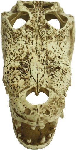 Komodo Alligator Skull Aquarium Ornament, 9-in