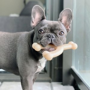 The Best Dog Toys, According to Chewy Shoppers