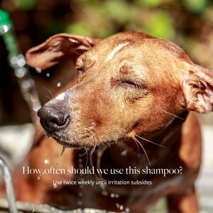 Veterinary Formula Clinical Care Antiseptic & Antifungal Shampoo, 16-oz bottle
