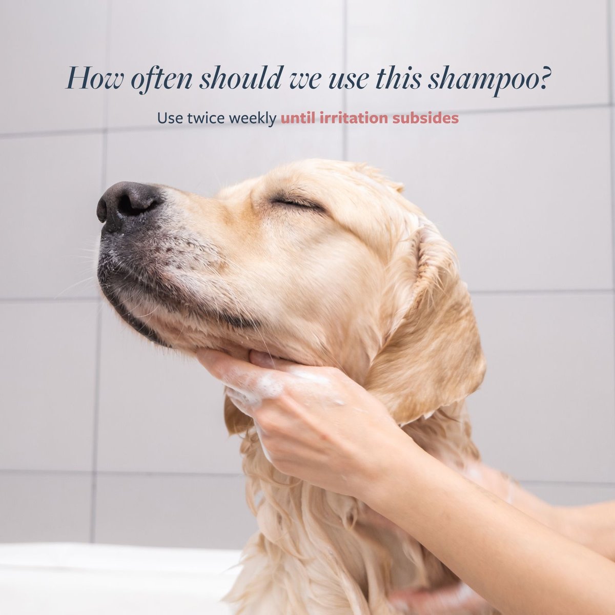 Dog hot spot clearance shampoo