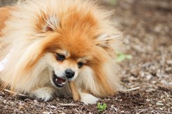 Nylabone Healthy Edibles Roast Beef Flavor Chew Dog Treats, 2 count, Small/Regular slide 2 of 9