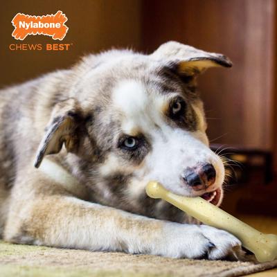 Show full view: Nylabone Dental Chew & Flexi Bone Combo Pack Dog Chew Toys, Chicken, Large, 2 Count slide 4 of 12